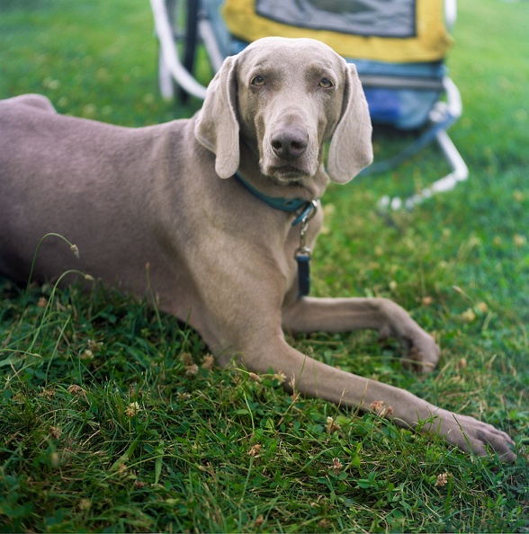 Lexington Polo - 11 - Happiness is dog.jpg